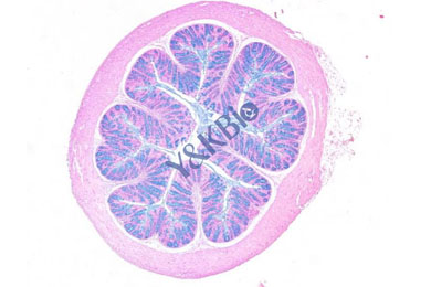 吉林阿利新蓝染色