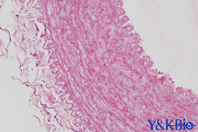 吉林茜素红染色