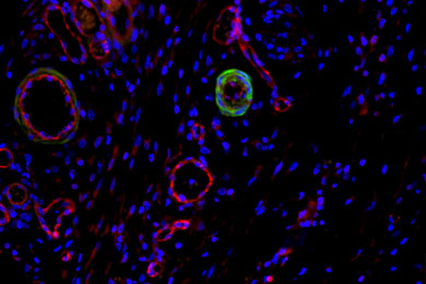 吉林免疫荧光双标
