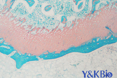 吉林番红固绿染色