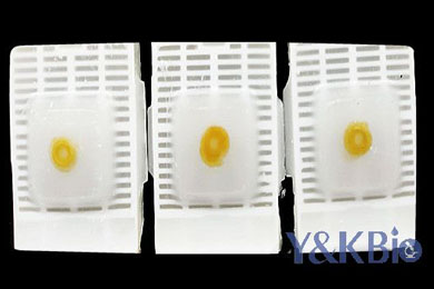 吉林瑞士肠卷石蜡包埋