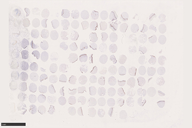 吉林组织芯片切片