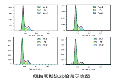 吉林流式细胞周期
