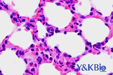 吉林HE染色服务