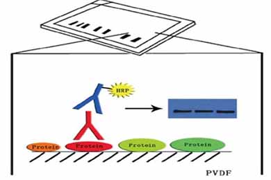 吉林Western Blot服务