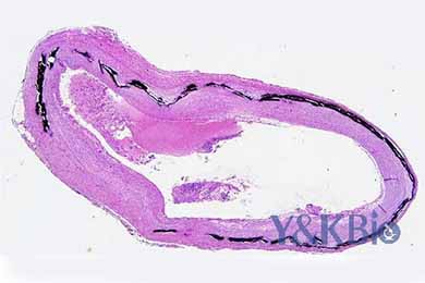 吉林Von Kossa染色