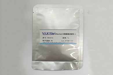 吉林Western转膜液干粉