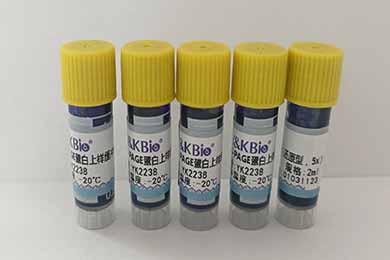 吉林SDS-PAGE蛋白上样缓冲液（还原型，5x）