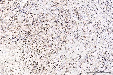 吉林Anti-CD34 Antibody [SI16-01]