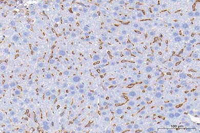 吉林Anti-CD44 Antibody [JE64-01]