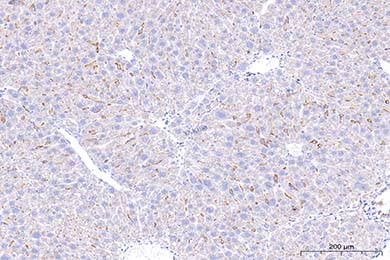 吉林F4/80 Recombinant Antibody [PSH01-87] - Rat IgG1 (Chimeric)